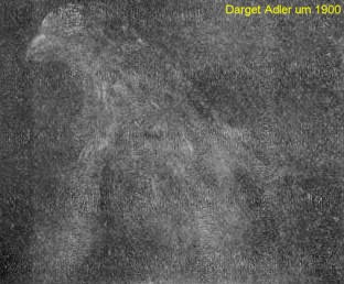 Dargets Adler