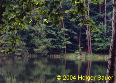 Waldsee